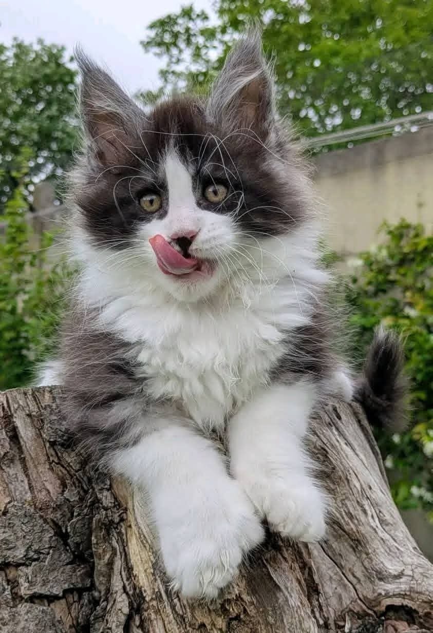 Milo